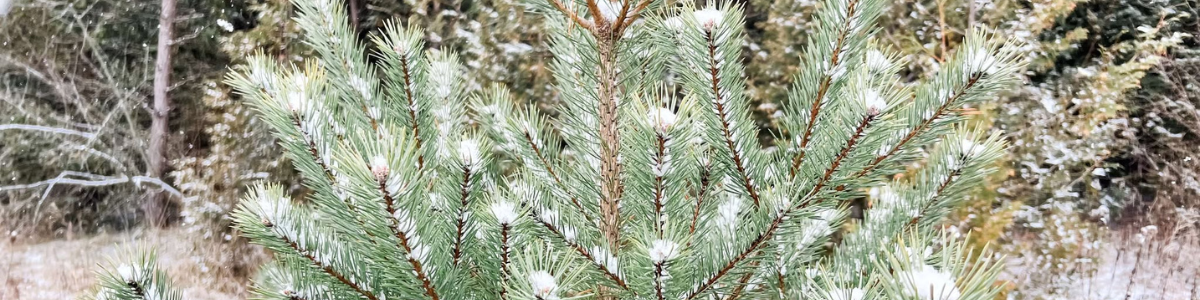 Embracing Simplicity: My Intentions for a Meaningful Year